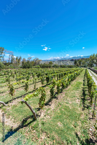 Vineyards in Payogasta in Salta, Argentina. photo