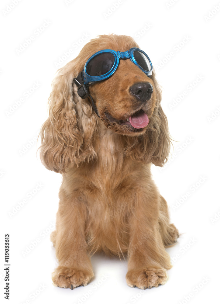 cocker spaniel with glasses