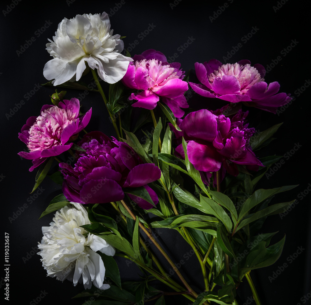 peony flower on black background peony flower on black background