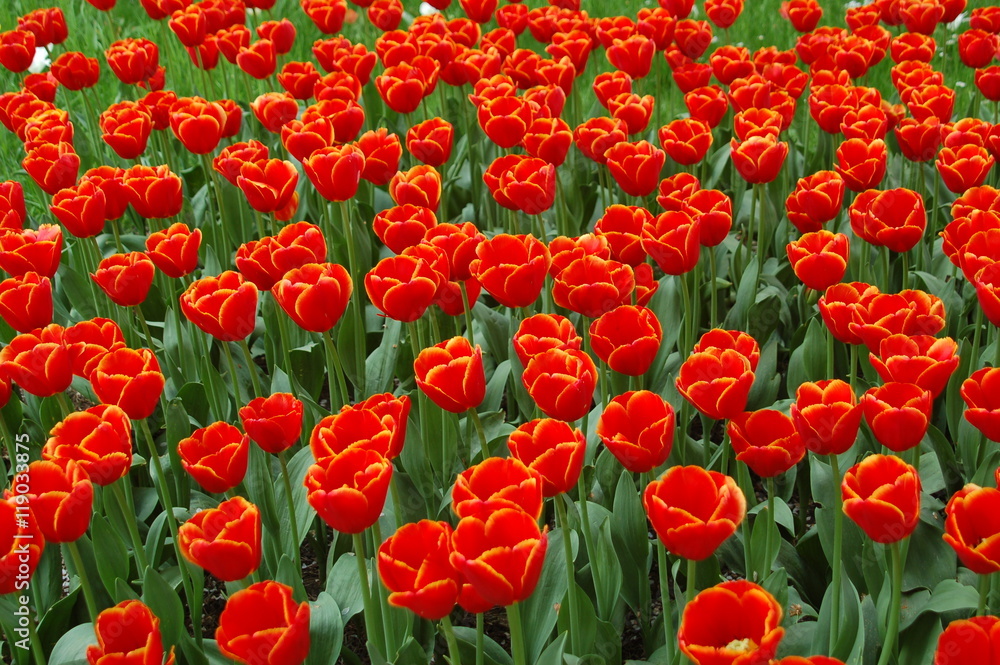 Tulpen orange Blumen 