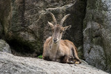 Alpensteinbock - Capra ibex