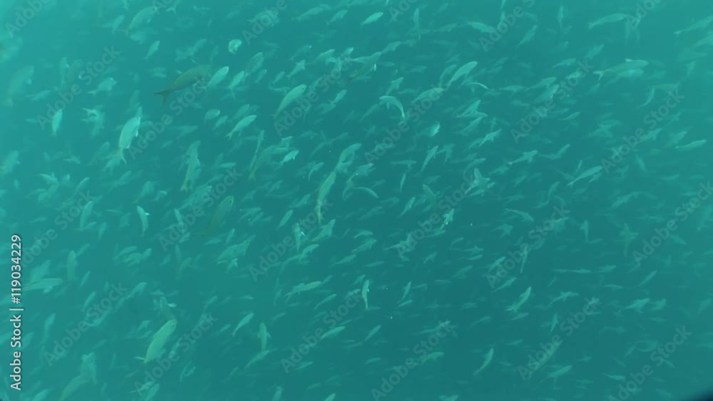underwater life diving Galapagos islands Equador South America Video underwater life diving Galapagos islands Equador South America Video