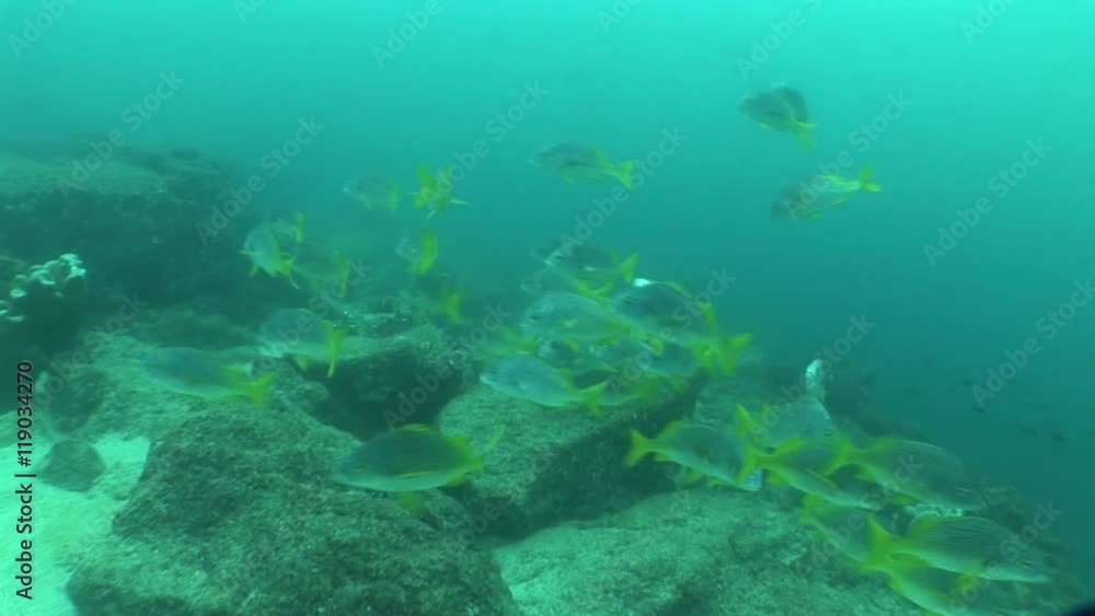 underwater life diving Galapagos islands Equador South America Video underwater life diving Galapagos islands Equador South America Video
