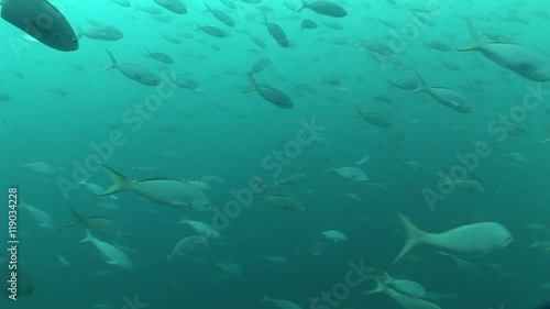 underwater life diving Galapagos islands Equador South America Video