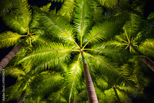 palm leaves abstract backgound