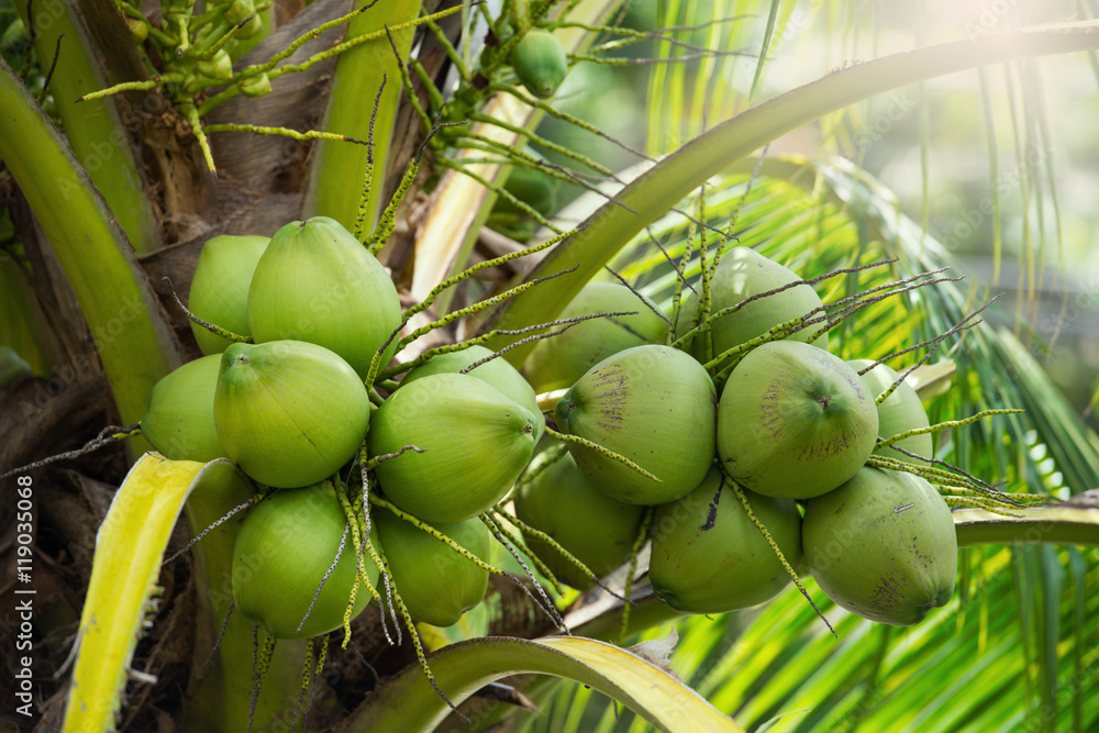 Naklejka premium Green coconuts hanging on tree