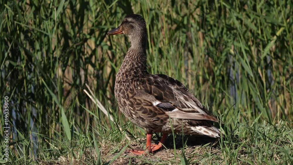 One brown speckled wild duck One brown speckled wild duck