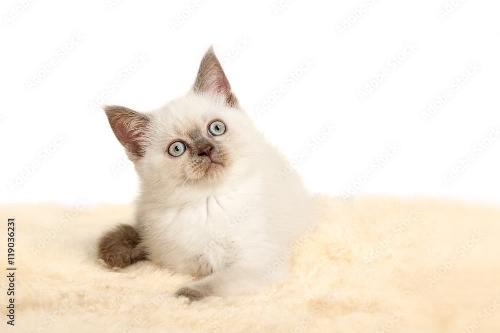 Portrait of British Shorthair Kitten sitting, color point color.