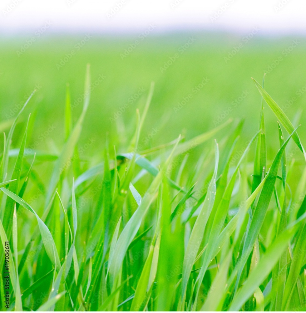 Grass background - selective focus. Wheaten field 