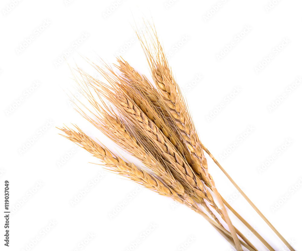 wheat isolated on white close up wheat isolated on white close up