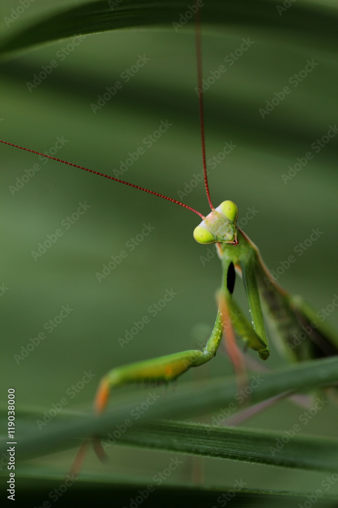 praying mantis on a green grass praying mantis on a green grass