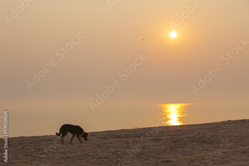Sunrise on the sea and the beach with little dog