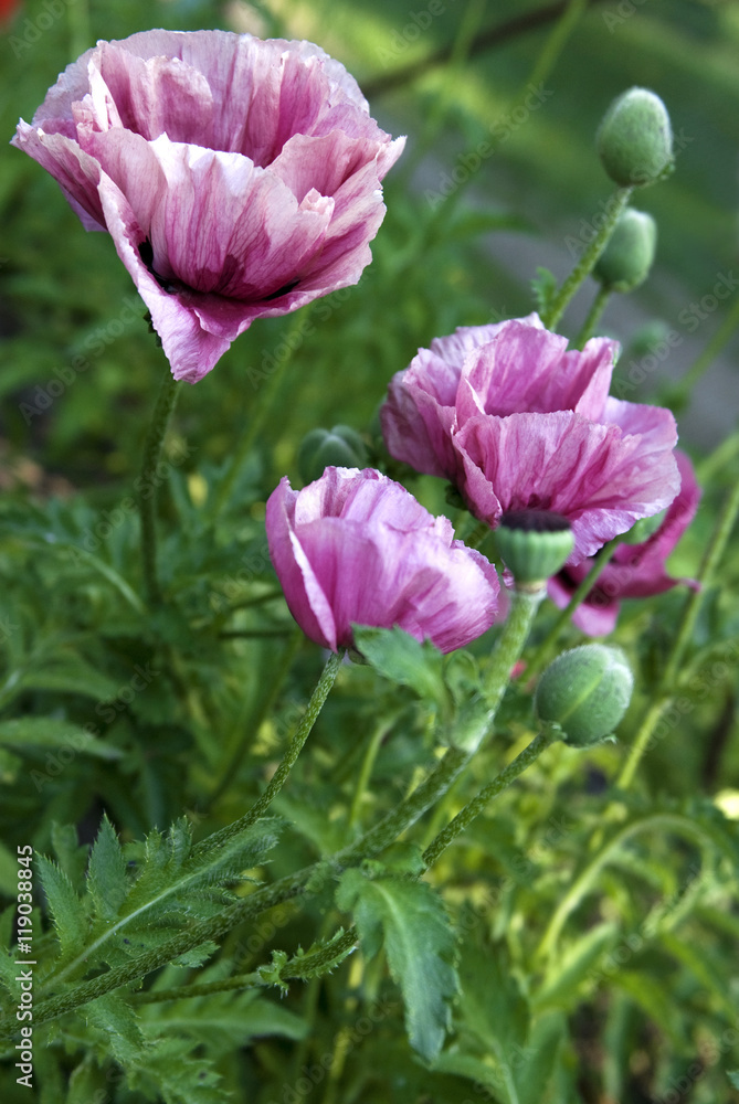 Fototapeta premium Pink poppies in the Botanical garden