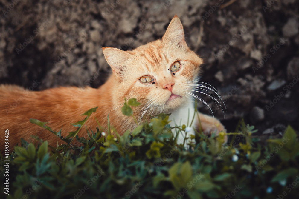 Red cat lies among the wet grass