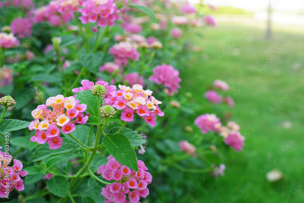 Lantana camara flower blooming during summer. (wild sage, cloth of gold, tickberry) Lantana camara flower blooming during summer. (wild sage, cloth of gold, tickberry)