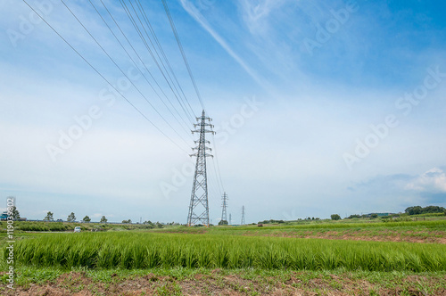 High voltage transmission tower on blue sky and green rice.