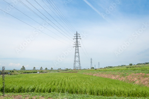 High voltage transmission tower on blue sky and green rice.