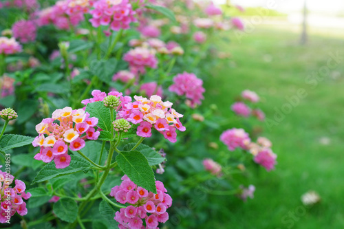 Lantana camara flower blooming during summer. (wild sage, cloth of gold, tickberry)