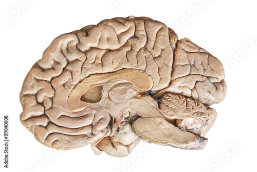 Real human half brain anatomy isolated on white background