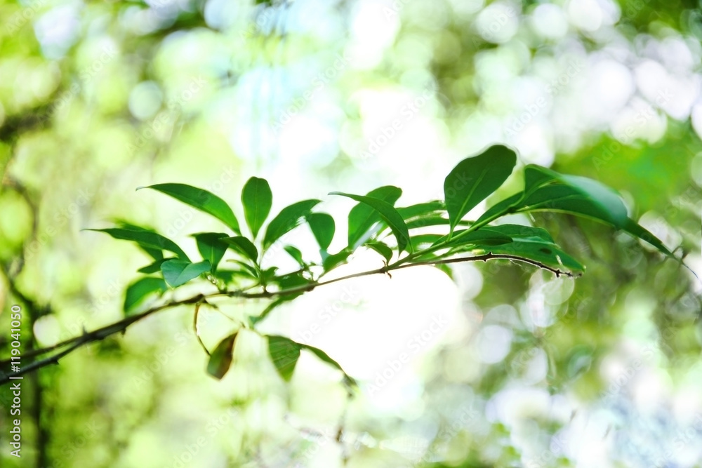 Green foliage, closeup Green foliage, closeup