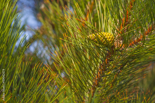 green pine needles on the sky background