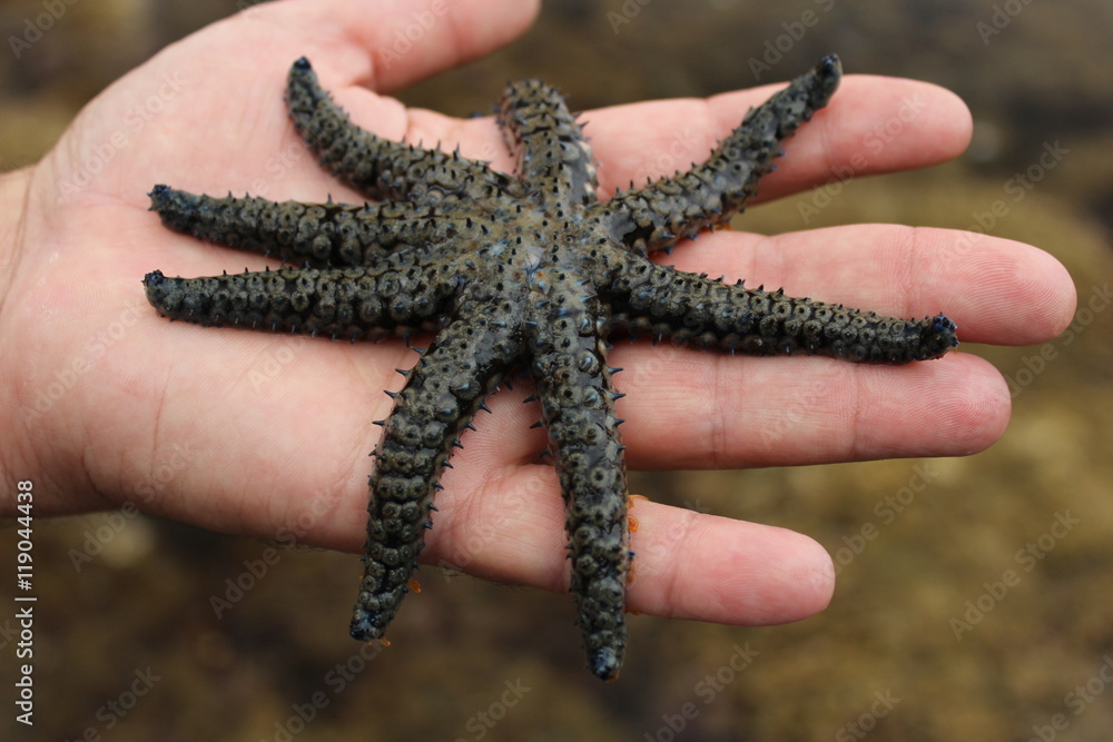 Estrella de mar, Coscinasterias tenuispina Estrella de mar, Coscinasterias tenuispina