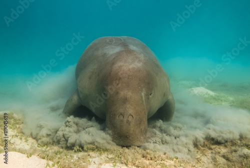 Dugong dugon. The sea cow.
