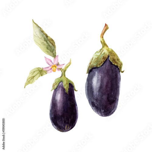 Watercolor hand drawn eggplant