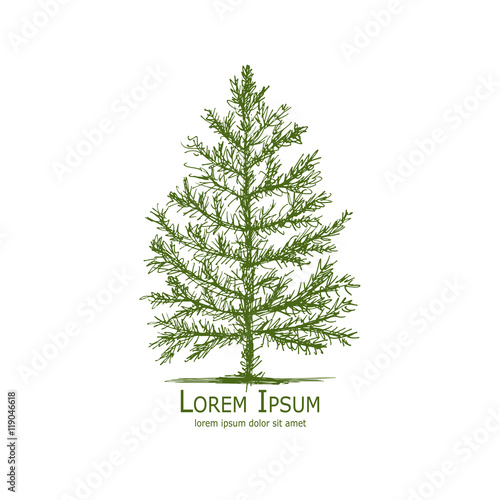 Pine tree, art sketch for your design