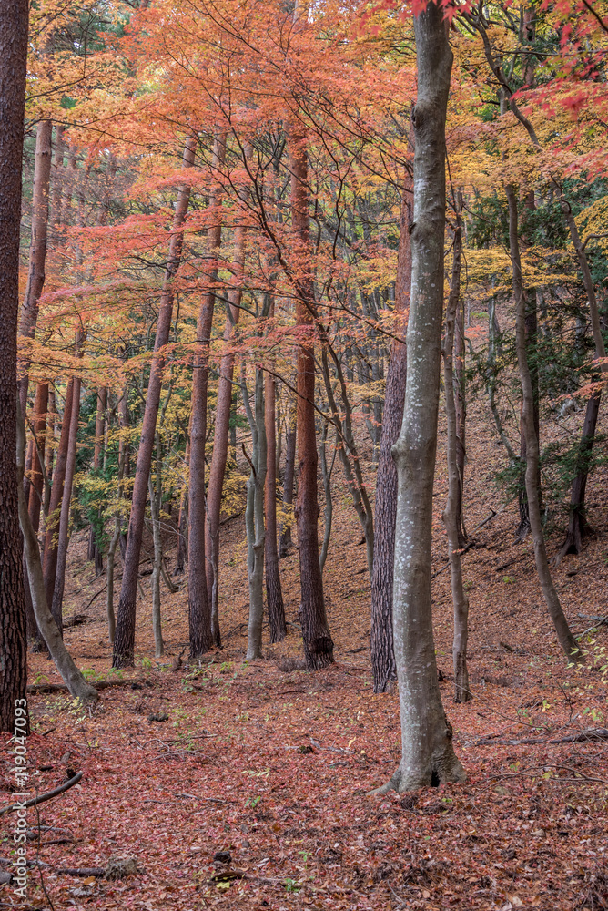 Colorful Autumn Leaf