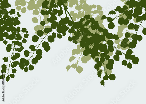 linden branches in summer