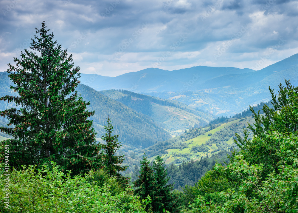 Beautiful mountains covered trees. Carpathian, Ukraine, Europe.