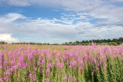 Green meadow with blooming willow-herb tea