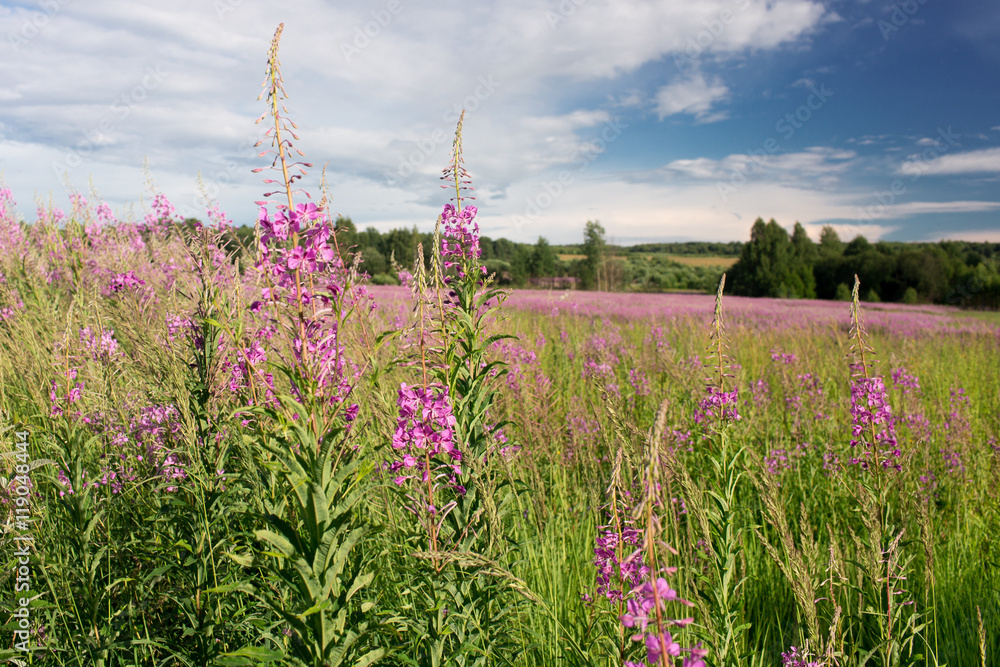 Green meadow with blooming willow-herb tea Green meadow with blooming willow-herb tea