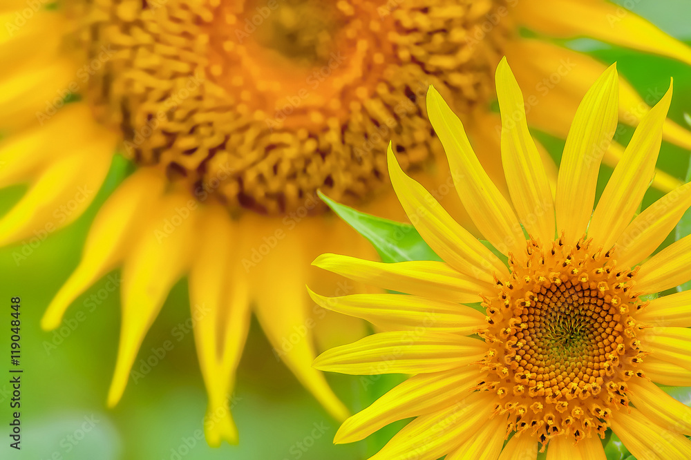 ヒマワリの花 ヒマワリの花