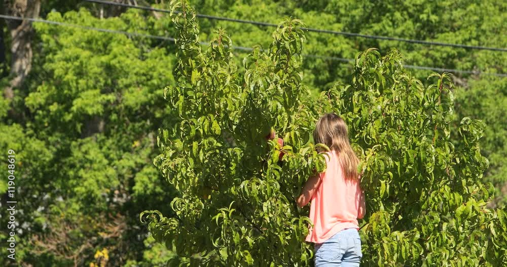 Young girl picking fruit from ladder. Family picking peach home grown orchard farm. Fresh delicious high in vitamins. Ladder to reach. Young girl picking fruit from ladder. Family picking peach home grown orchard farm. Fresh delicious high in vitamins. Ladder to reach.