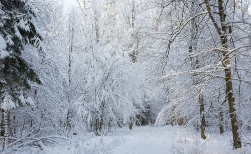 Snowy ground road crossing forest