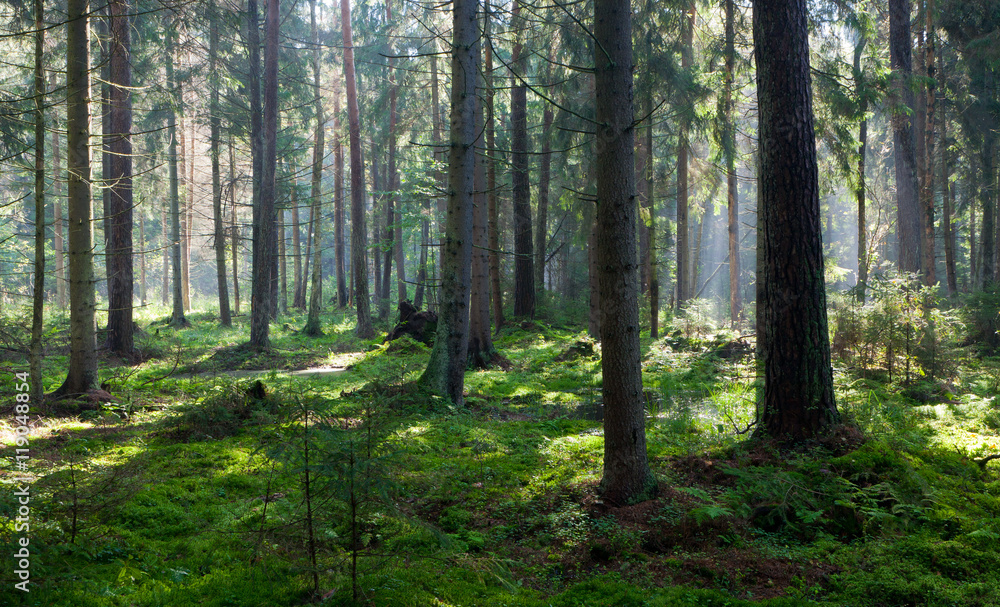 Wet oniferous stand of Bialowieza Forest Wet oniferous stand of Bialowieza Forest