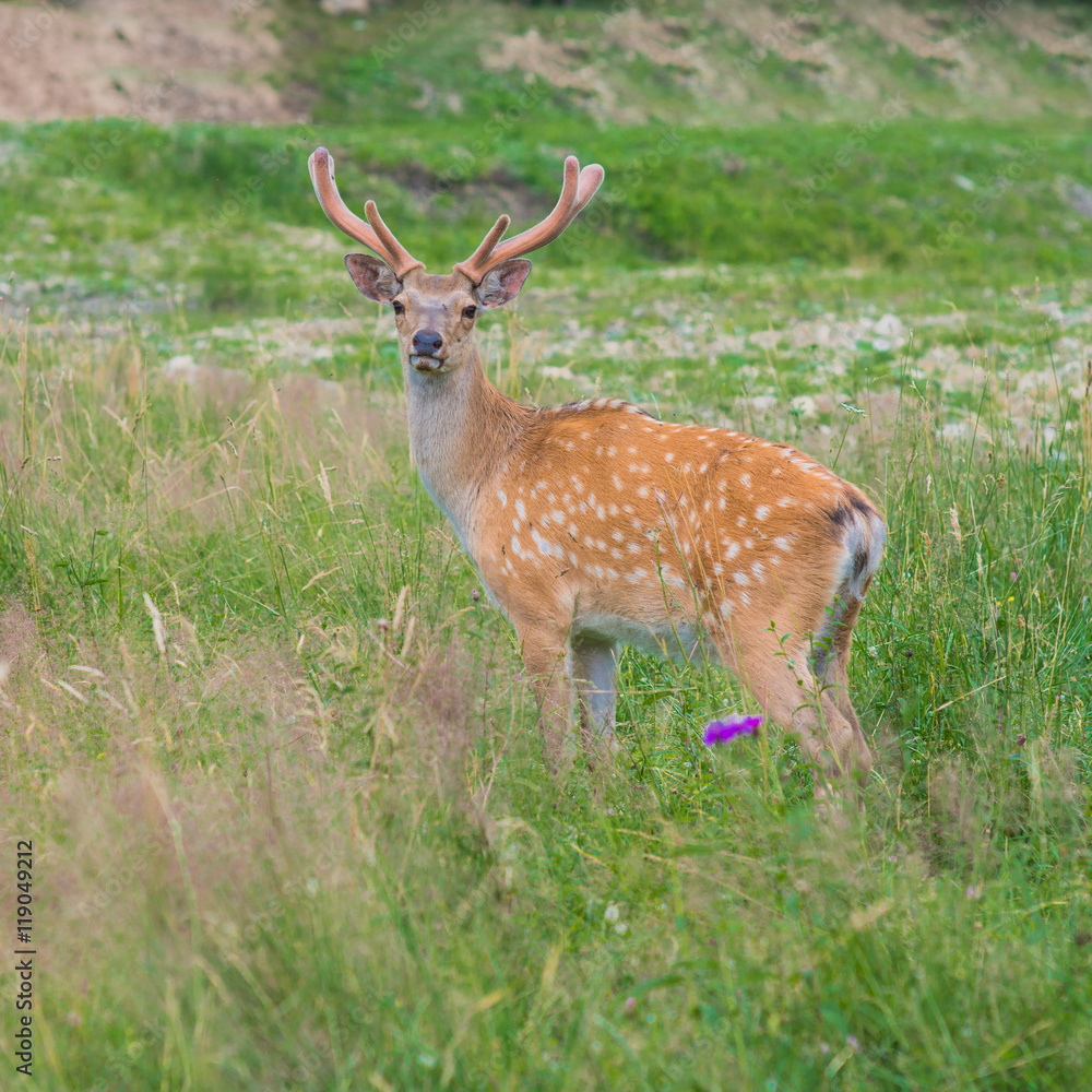 Deer on a lovely lawn