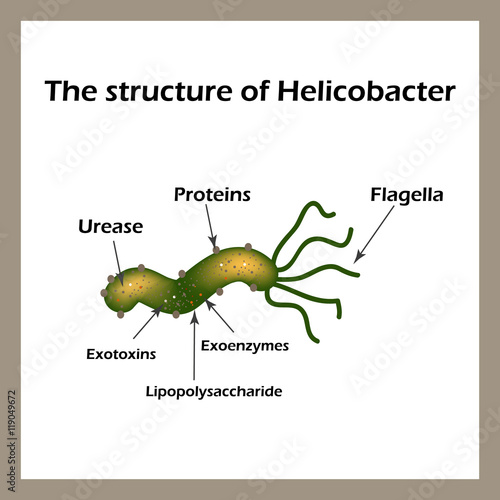 The structure of Helicobacter pylori. Infographics. Vector illustration