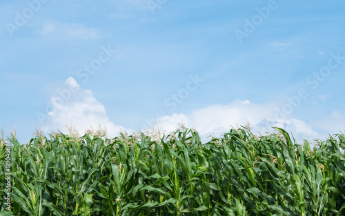 corn field green meadow farm and blue sky.