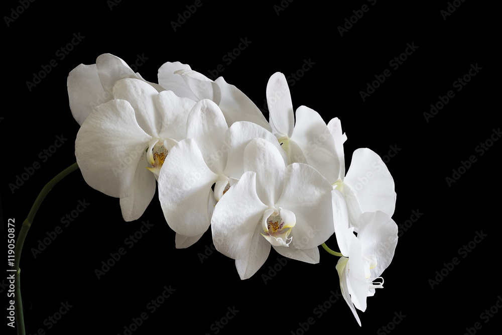 Orchid flower Orchid flower