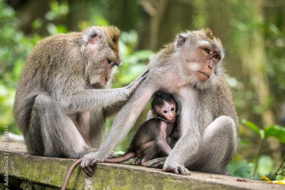 Rhesus macaque monkeys family