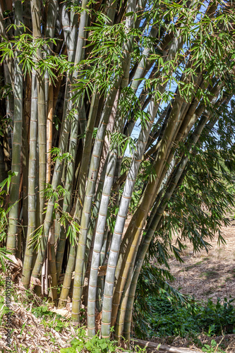 Bambous
Bambouseraie à l'île de la Réunion