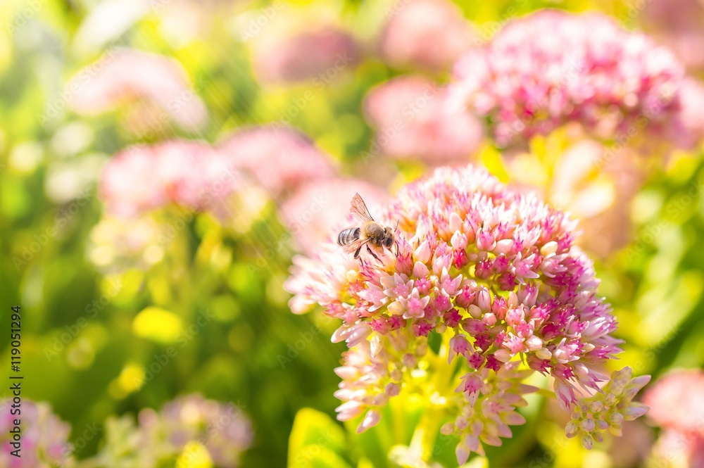Obraz premium Insects collecting pollen from flowers of the spirea at the beautiful blurred background