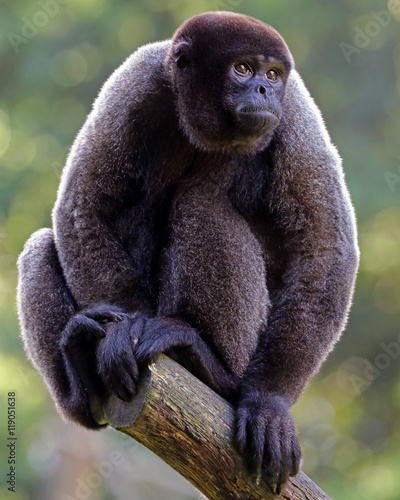 Fotografi Wooly monkey