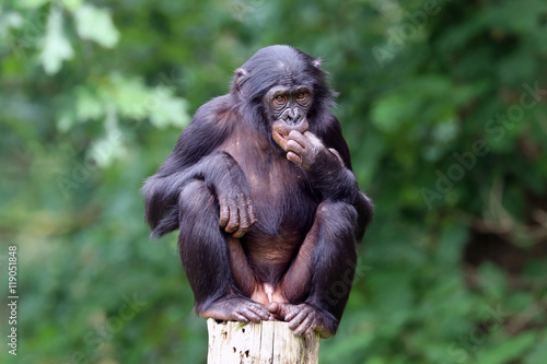 Fototapeta Naklejka Na Ścianę i Meble -  Bonobo