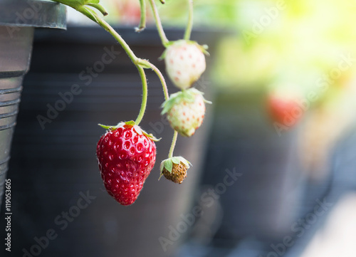 fresh ripe young strawberries on tree in black plastic pot
