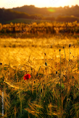 Red poppy with golden wheat field in background © ommbeu