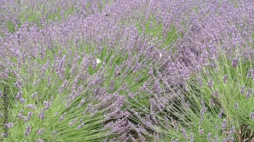Lavender Fields